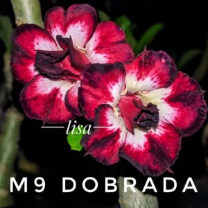 Big Caudex - Rosa Do Deserto M9 Dobrada