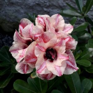 Big Caudex - Rosa Do Deserto Nicole