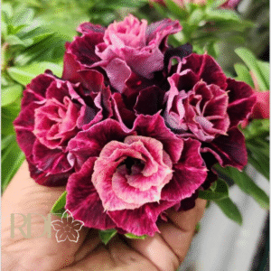 Big Caudex - Rosa Do Deserto Saturno