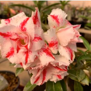 Big Caudex - Rosa Do Deserto Helena