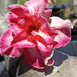 Big Caudex - Rosa Do Deserto Pola