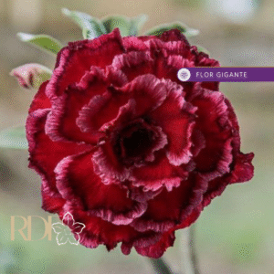 Big Caudex - Rosa Do Deserto Paradise