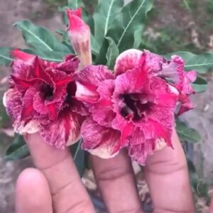 Big Caudex - Rosa Do Deserto Ouro Mil