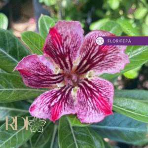 Big Caudex - Rosa Do Deserto Infinity