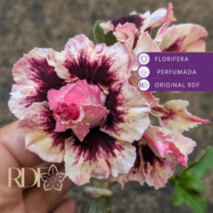 Big Caudex - Rosa Do Deserto Maria Flor