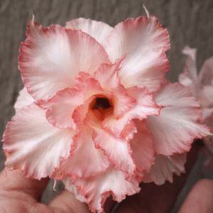 Big Caudex - Rosa Do Deserto Rebeca Andrade