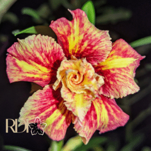 Big Caudex - Rosa Do Deserto Mistral