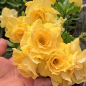 Big Caudex - Rosa Do Deserto Sunrise