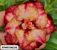 Big Caudex - Rosa Do Deserto Spartacus