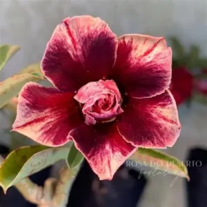 Big Caudex - Rosa Do Deserto Isreala