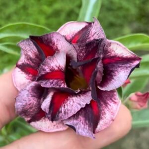 Big Caudex - Rosa Do Deserto Cn 20