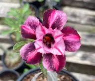 Big Caudex - Rosa Do Deserto Elayne