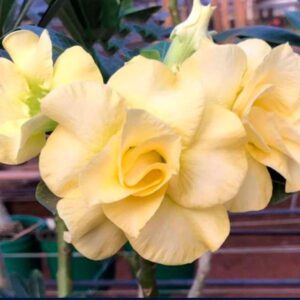 Big Caudex - Rosa Do Deserto Medusa .A.Dobrada