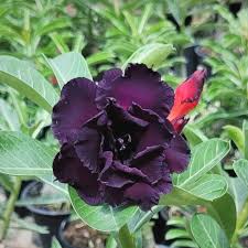 Big Caudex - Rosa Do Deserto Ra04