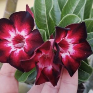 Big Caudex - Rosa Do Deserto Black Swan 2