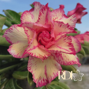 Big Caudex - Rosa Do Deserto Filó