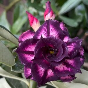 Big Caudex - Rosa Do Deserto LM 50