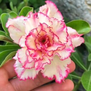 Big Caudex - Rosa Do Deserto Cake Tower