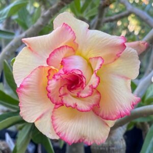 Big Caudex - Rosa Do Deserto Miss Fortim