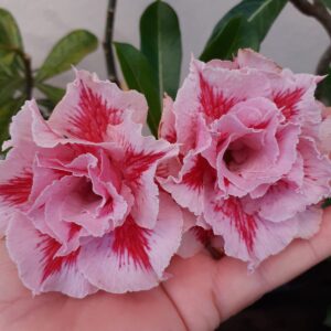 Big Caudex - Rosa Do Deserto LM 98