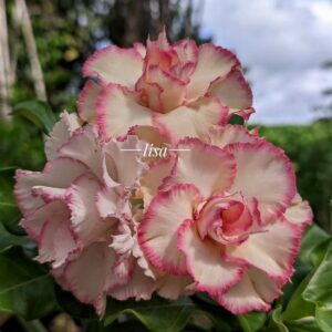 Big Caudex - Rosa Do Deserto Fanhua