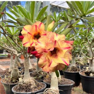 Big Caudex - Rosa Do Deserto Isabelly