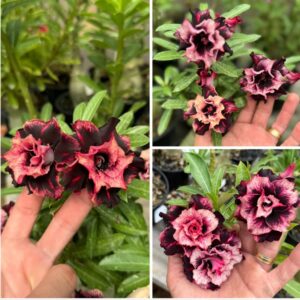 Big Caudex - Rosa Do Deserto Jerusalém