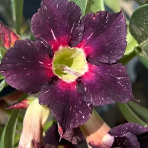 Big Caudex - Rosa Do Deserto Céu Estrelado Simples