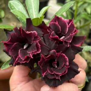 Big Caudex - Rosa Do Deserto Ouro Negro