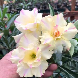 Big Caudex - Rosa Do Deserto Lá Lina