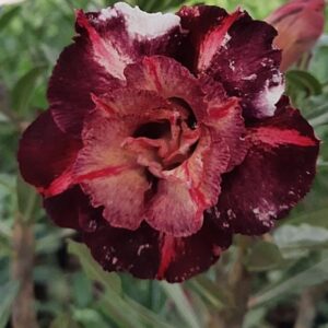 Big Caudex - Rosa Do Deserto Godiva