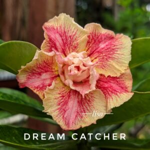 Big Caudex - Rosa Do Deserto Dream Catcher