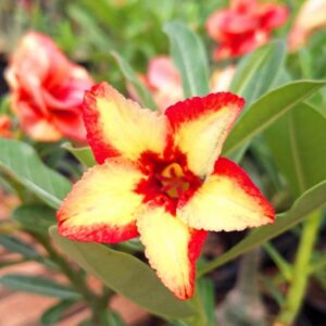 Big Caudex - Rosa Do Deserto Cn 135