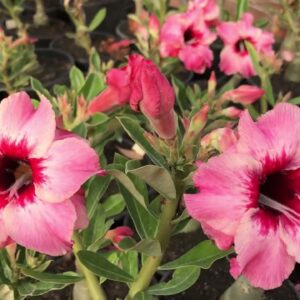 Big Caudex - Rosa Do Deserto Ts 333