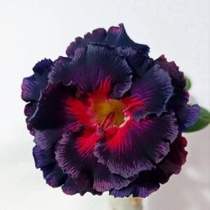 Big Caudex - Rosa Do Deserto Rc 16