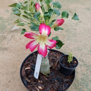 Big Caudex - Rosa Do Deserto Fiona