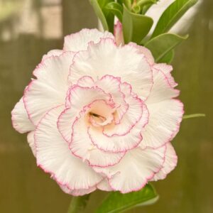 Big Caudex - Rosa Do Deserto Neva Rosa