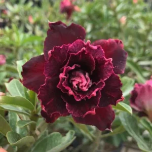 Big Caudex - Rosa Do Deserto Violet Nigth