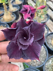 Big Caudex - Rosa Do Deserto LM 458