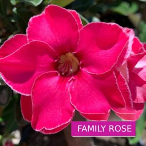Big Caudex - Rosa Do Deserto Family Rose ( Swazicum )