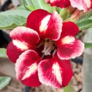 Big Caudex - Rosa Do Deserto Rei Davi