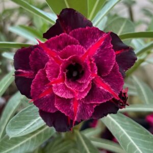 Big Caudex - Rosa Do Deserto Adonai