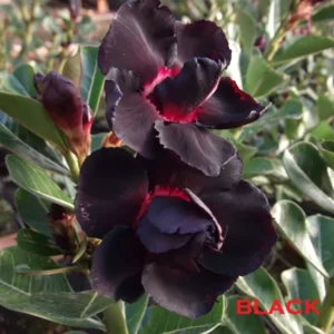 Big Caudex - Rosa Do Deserto Black