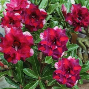 Big Caudex - Rosa Do Deserto Brd 99