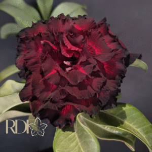 Big Caudex - Rosa Do Deserto Bloody Rubi