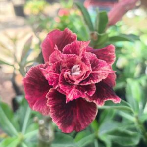 Big Caudex - Rosa Do Deserto Carmim