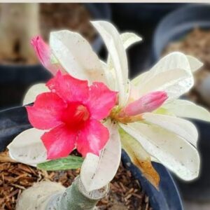 Big Caudex - Rosa Do Deserto Variegata Porcelana