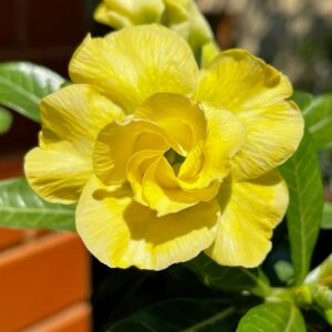 Big Caudex - Rosa Do Deserto Dourada