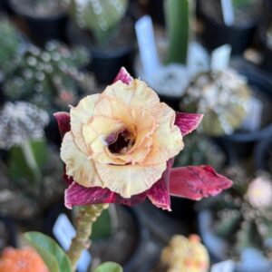 Big Caudex - Rosa Do Deserto Nebulosa