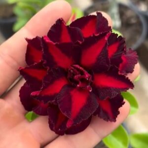 Big Caudex - Rosa Do Deserto Rubro Negro